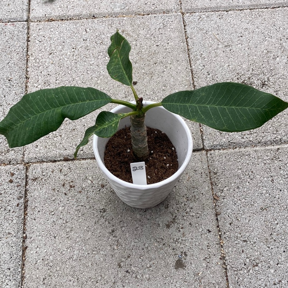 8 inches tall plumeria cutting plant, light pink 
plant is rooted